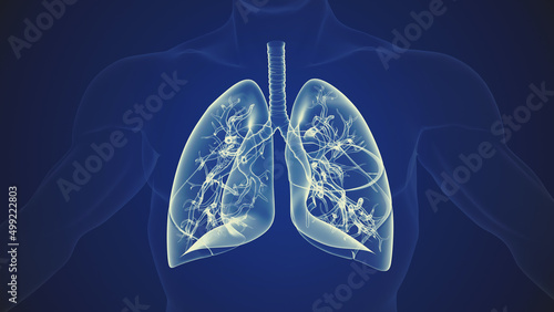 Human body with lungs respiratory system background photo