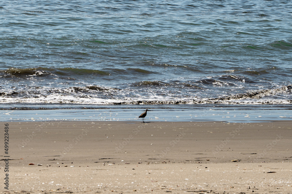 Horizontal view of beach bird on sand with waves in background Horizontal view of beach bird on sand with waves in background