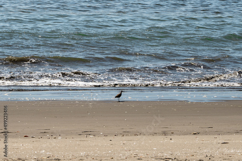 Horizontal view of beach bird on sand with waves in background