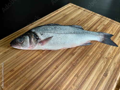 Dicentrarchus labrax, European Bass, Loup de mer, Wolfsbarsch, Lubina