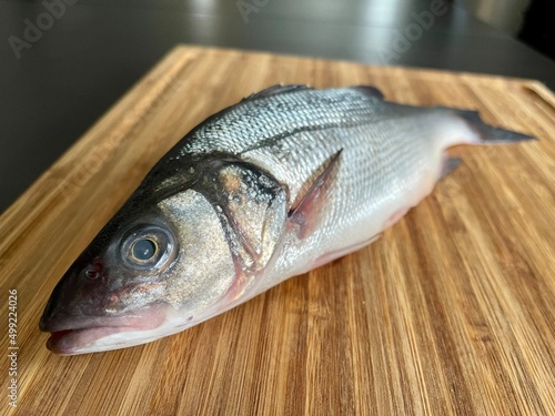European Bass, Loup de mer, Wolfsbarsch (Dicentrarchus labrax)