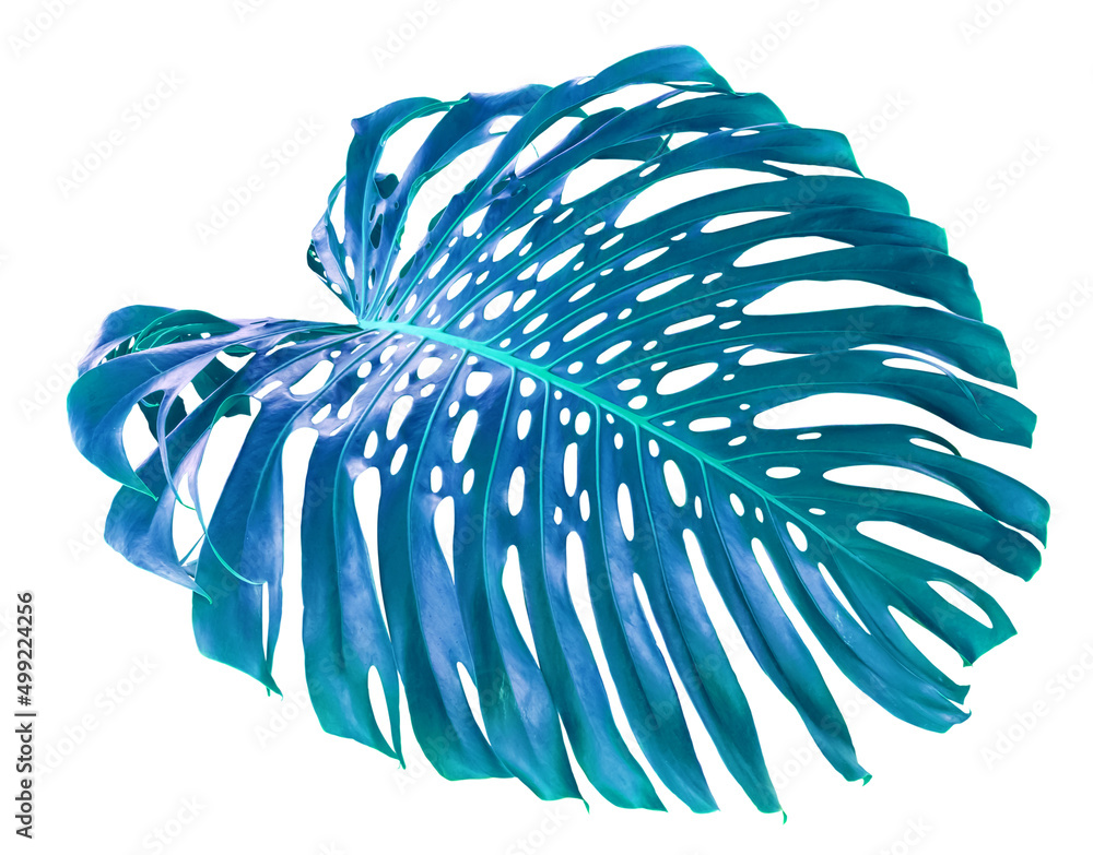feuille Bleue de philodendron feuille Bleue de philodendron