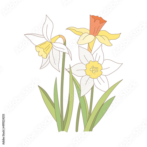 Vector narcissus flowers. Vector meadow filed narcissus drawing. Summer daffodils floral wildflower with yellow and white blooms, petals and green leaves. Colorful provence garden illustration.