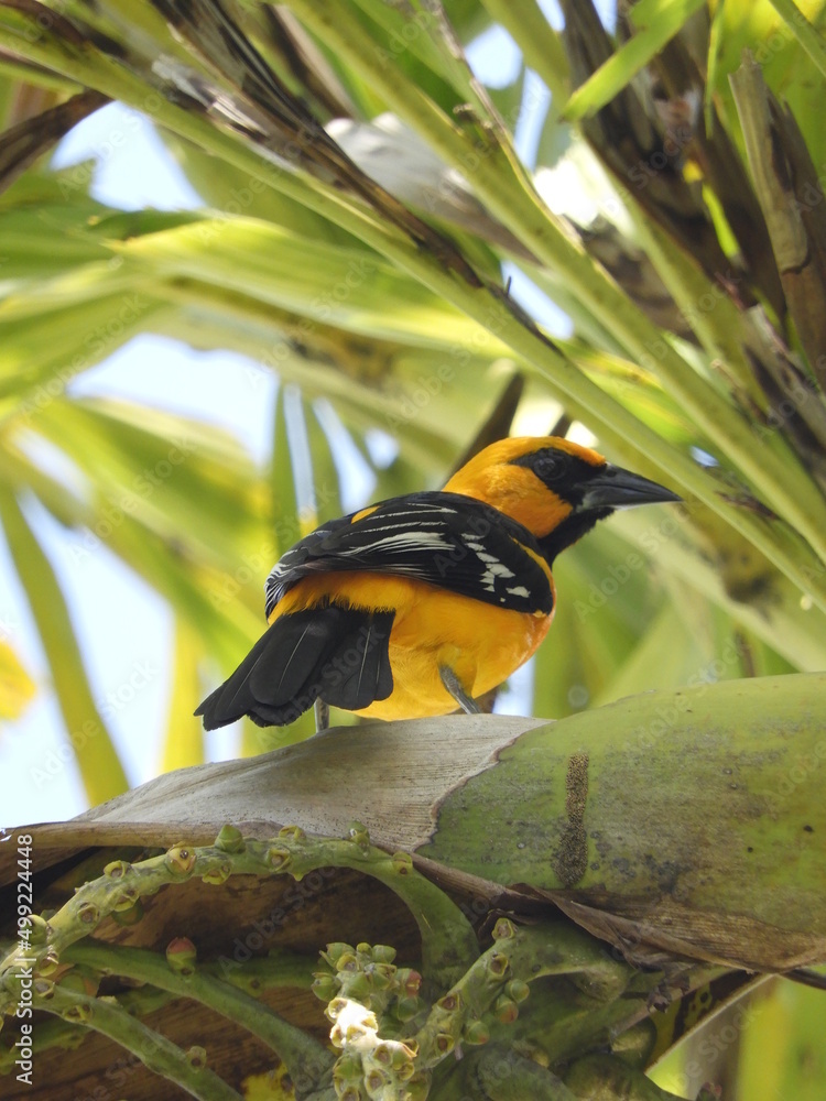 Calandria Dorso Negro Mayor (Icterus Gularis) posada en un árbol. Stock ...