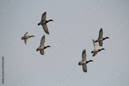 Flock In Flight