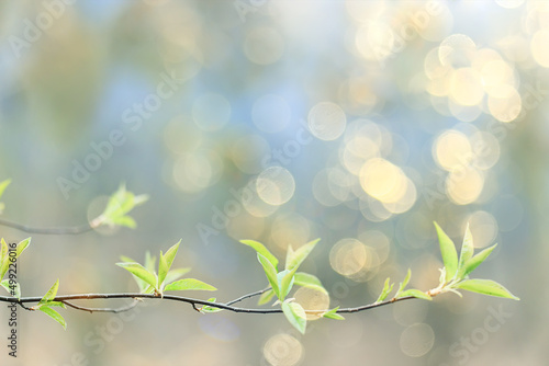 spring branches shoots leaves seasonal background © kichigin19
