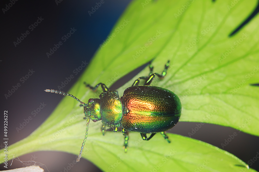 Fototapeta premium macro small beetle nature insect garden