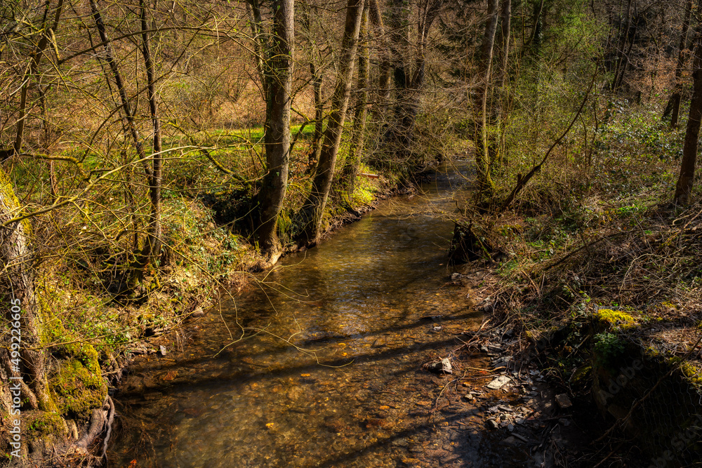 Obraz premium path in the forest