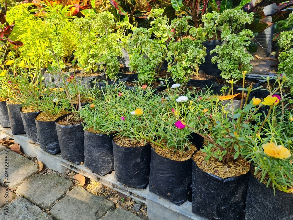 Coco peat and husk for gardening. Cocopeat is a growing medium made