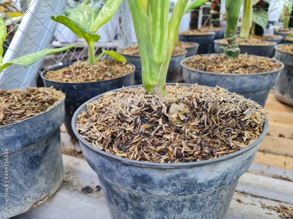 Coco peat and husk for gardening. Cocopeat is a growing medium made