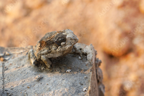 The toad was staffed on concrete to death.