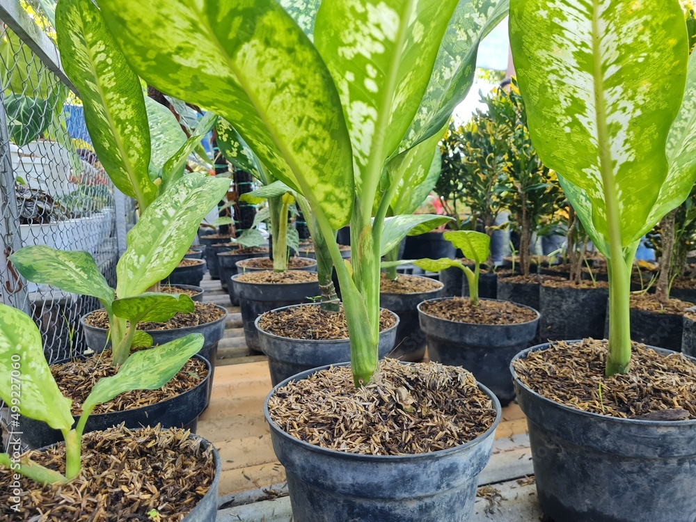 Coco peat and husk for gardening. Cocopeat is a growing medium made