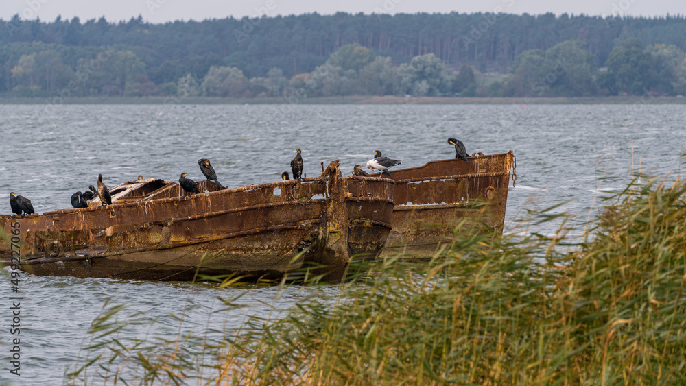 A shipwreck on the Achterwasser coast in Warthe, Mecklenburg-Western Pomerania, Germany