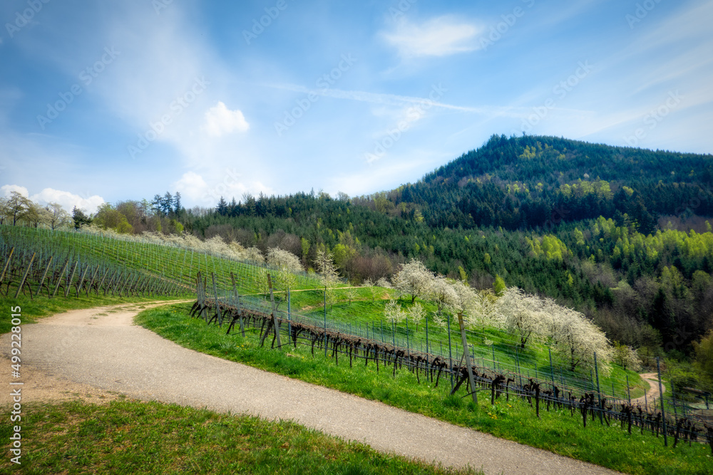 Obraz premium landscape with trees