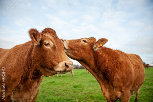 East-Flanders, Belgium - November 11, 2020. Close-up of two cows looking affectionally at each other.