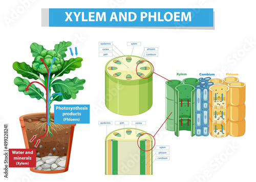 Diagram showing xylem and phloem in plant