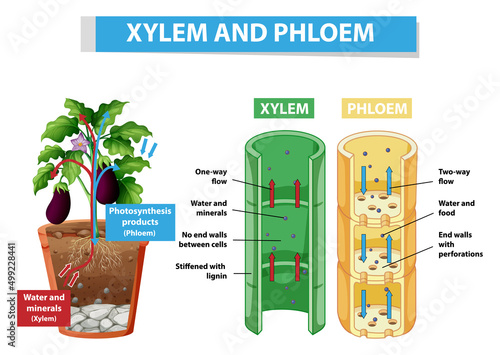 Diagram showing xylem and phloem in plant
