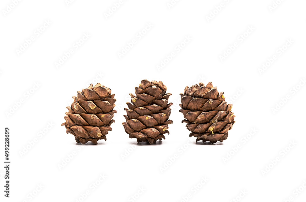 Different cedar cones with pine nuts on white background. Different cedar cones with pine nuts on white background.