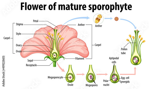 Diagram showing flower of mature sporophyte