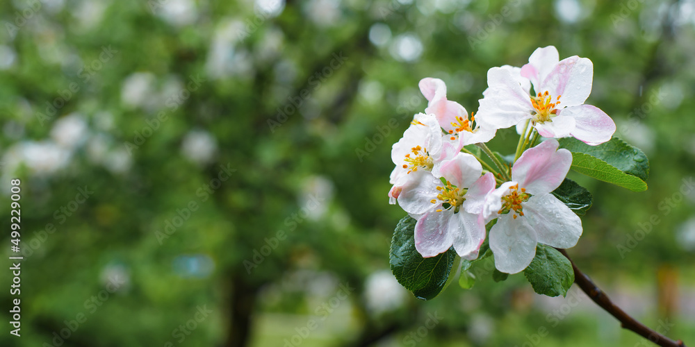 Fototapeta premium Spring nature. Wet white-pink flowers of a blossoming tree in rainy weather. Close-up, selective soft focus, copy space