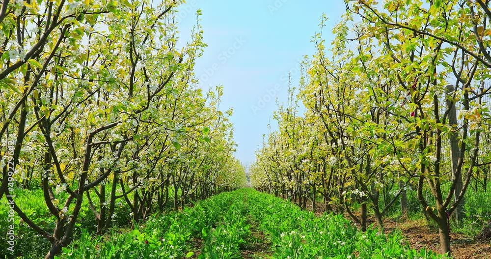 Blooming pear flowers in the orchard, green pear tree natural landscape in spring. 4K real time footage. Blooming pear flowers in the orchard, green pear tree natural landscape in spring. 4K real time footage.