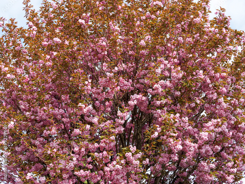 SVI - Bonsaï Graines Sakura Rares Japonais Fleurs De Cerisier Japonais Fleurs Graines Bonsai, Rose Serrulata 10 Graines/paquet