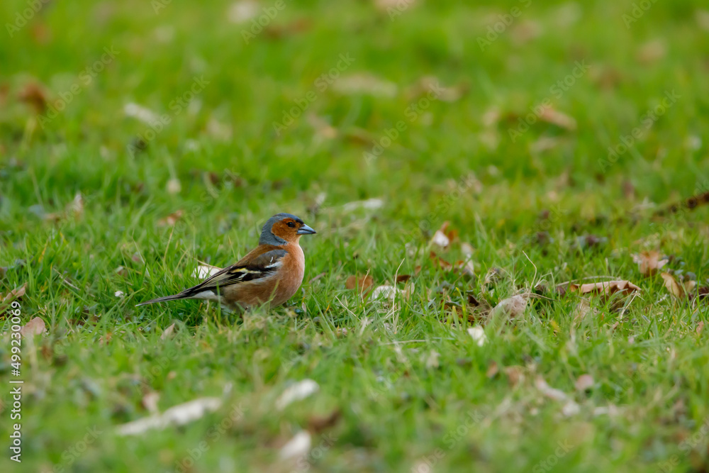 A Chaffinch on a meadow