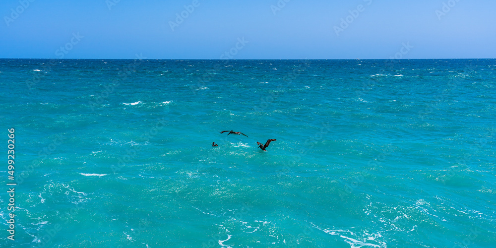 Obraz premium Black pelicans land on the water to rest in the green waves of the Atlantic Ocean. Ocean, storm, waves, stunning colors of water and sky.