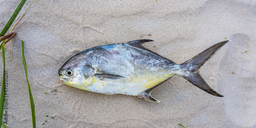 Pompano fish caught in the Atlantic Ocean lies on sand. Melbourne Beach, Florida photo