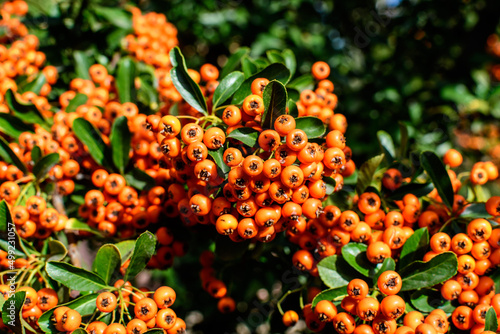 Small yellow and orange fruits or berries of Pyracantha plant, also known as firethorn in a garden in a sunny autumn day, beautiful outdoor floral background photographed with soft focus.