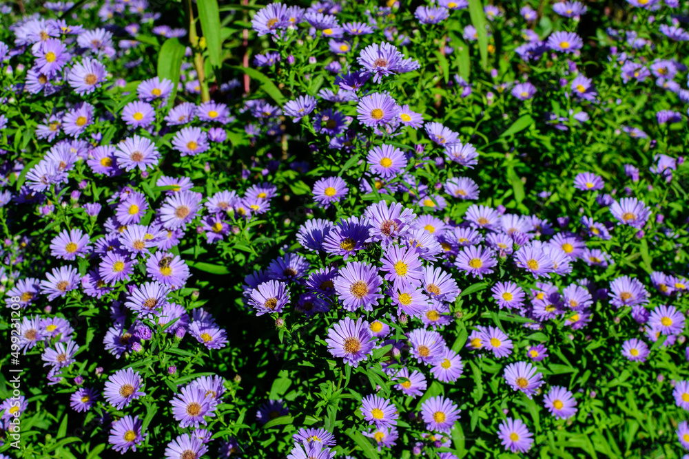 Many small vivid blue flowers of Aster amellus plant, known as the European Michaelmas daisy, in a garden in a sunny autumn day, beautiful outdoor floral background photographed with soft focus