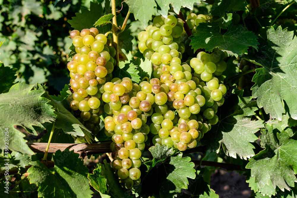 Closeup of ripe organic white grapes and green leaves in vineyard in a sunny autumn day . Closeup of ripe organic white grapes and green leaves in vineyard in a sunny autumn day .
