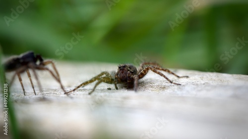 Spiders © Pefkos