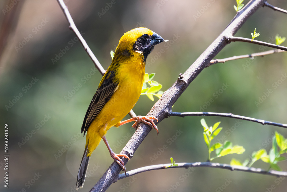 Obraz premium The Asian golden weaver (male) on the branch in Thailand.