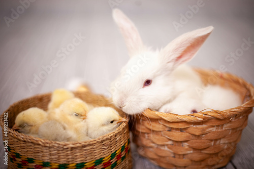 Easter bunny in a basket with chickens