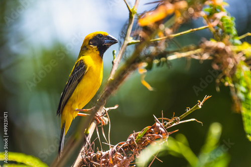 The Asian golden weaver (male) on the branch in Thailand.