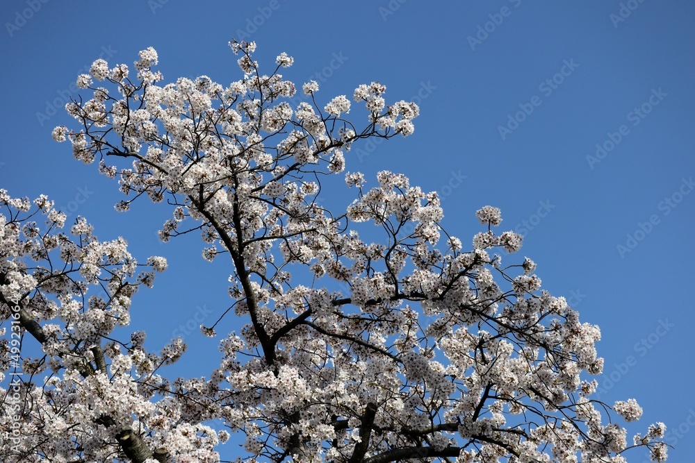 青空と満開の桜の風景 青空と満開の桜の風景