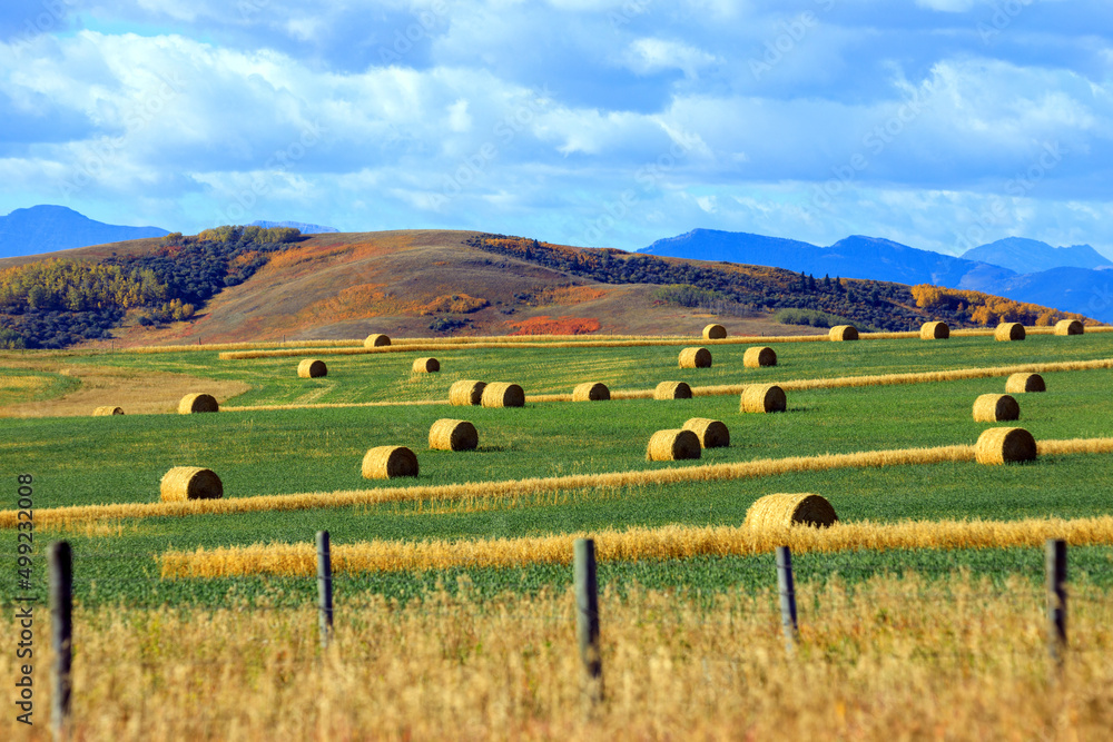 Rolled Hay Agricultural Landscape Cowboy Trail Alberta