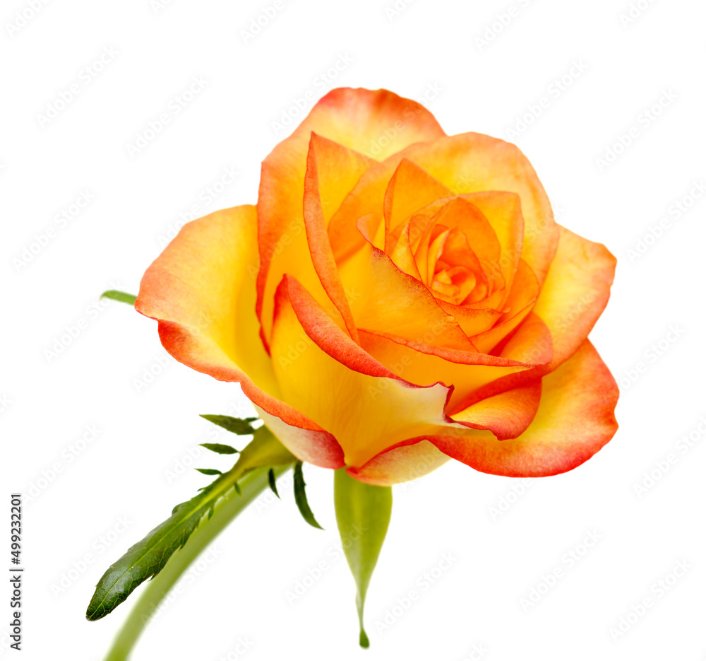Rose with a yellow to orange gradient of color in the petals Rose with a yellow to orange gradient of color in the petals