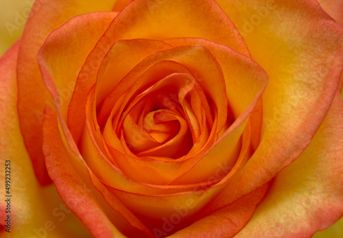 Rose with a yellow to orange gradient of color in the petals 