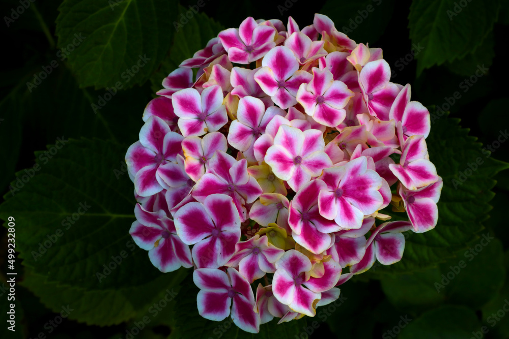 A beautiful bud of flowering hydrangeas in the park in the spring.
