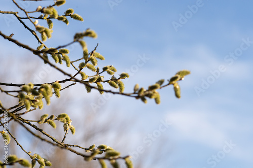 the willow tree bloomed in the spring © Julia Jones