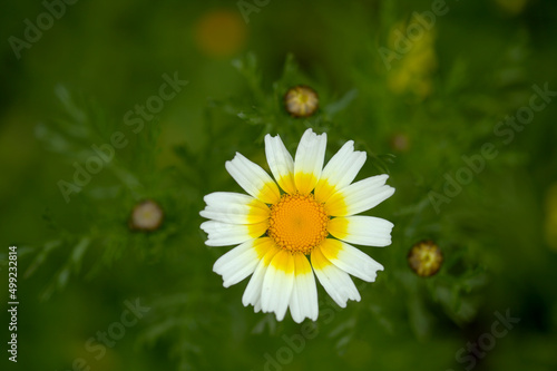 Flora of Gran Canaria -  Glebionis coronaria, formerly called Chrysanthemum coronarium, garland chrysanthemum natural macro floral background
 photo