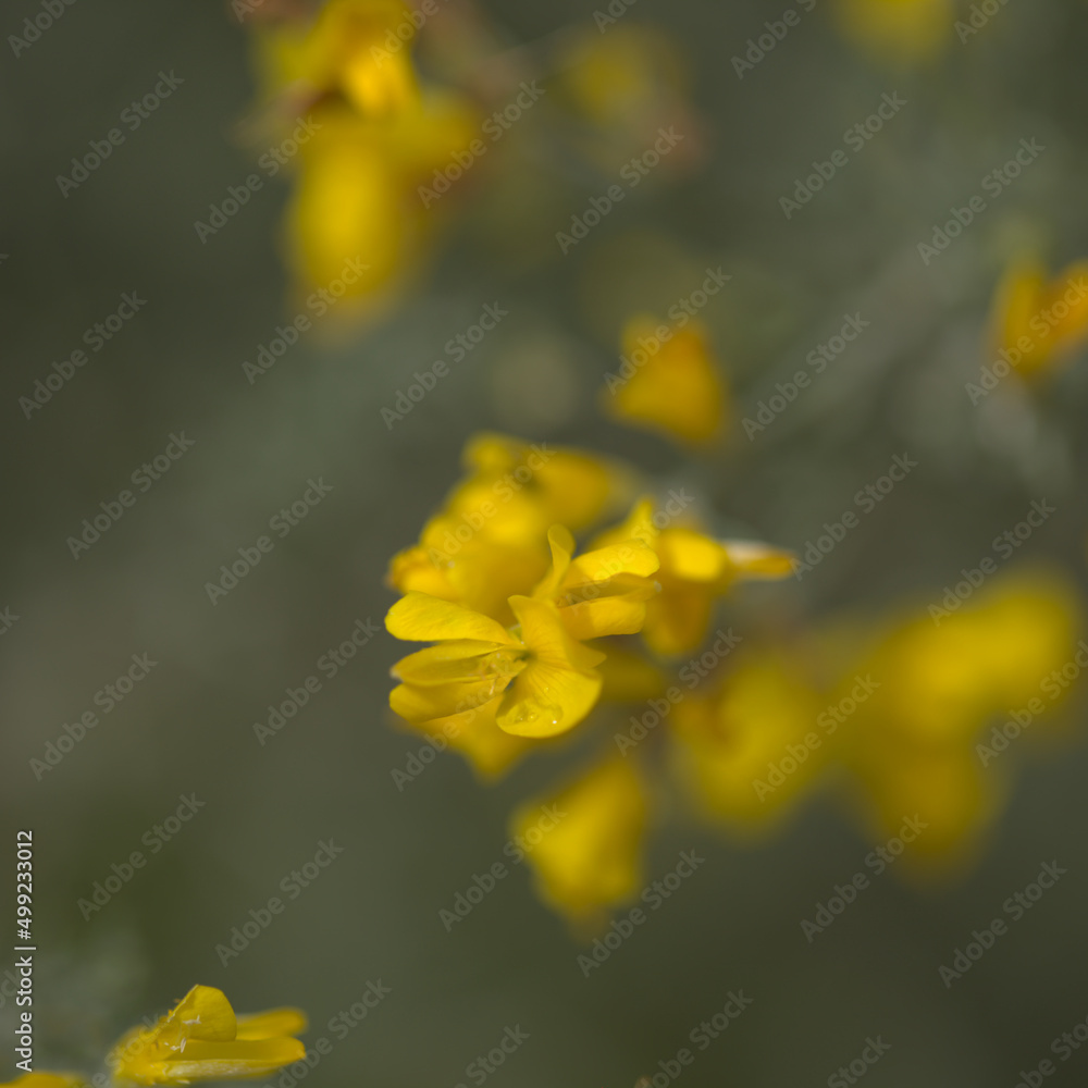 Flora of Gran Canaria - bright yellow flowers of Teline microphylla, broom species endemic to the island, natural macro floral background
Flora of Gran Canaria - bright yellow flowers of Teline microphylla, broom species endemic to the island, natural macro floral background