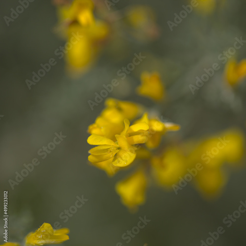 Flora of Gran Canaria - bright yellow flowers of Teline microphylla, broom species endemic to the island, natural macro floral background
