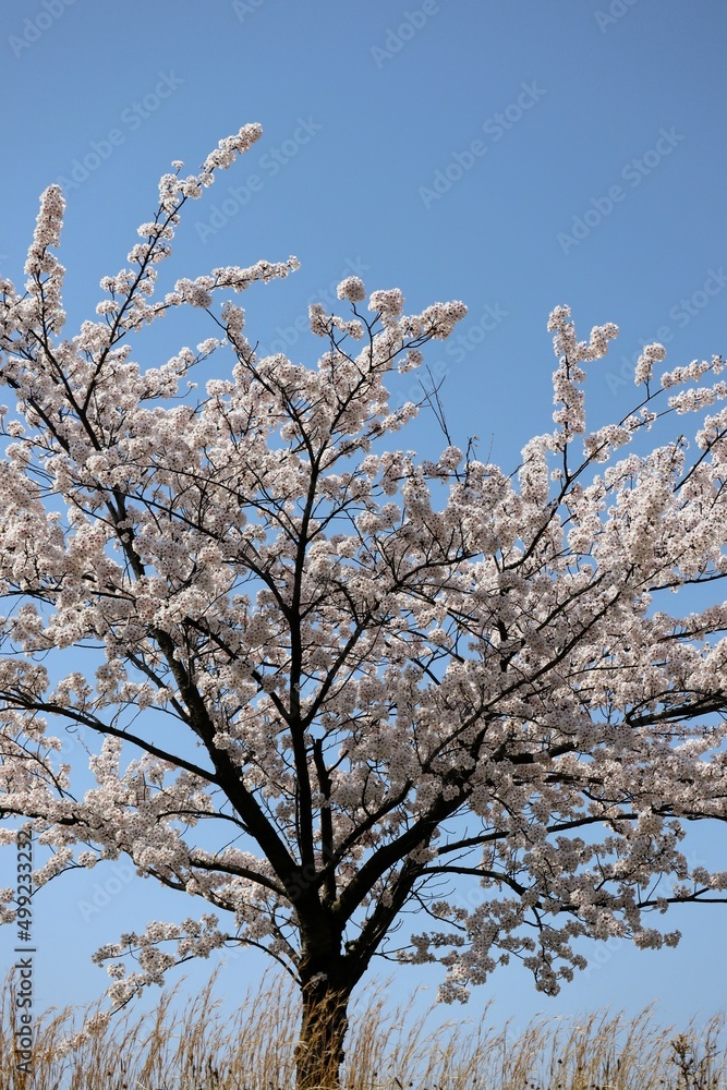 日本の青空と満開の桜