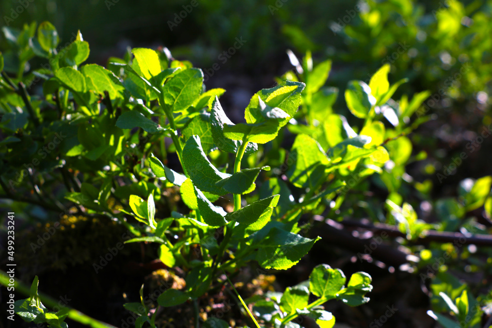 Young green background of plants and shrubs in the garden in spring. Young green background of plants and shrubs in the garden in spring.