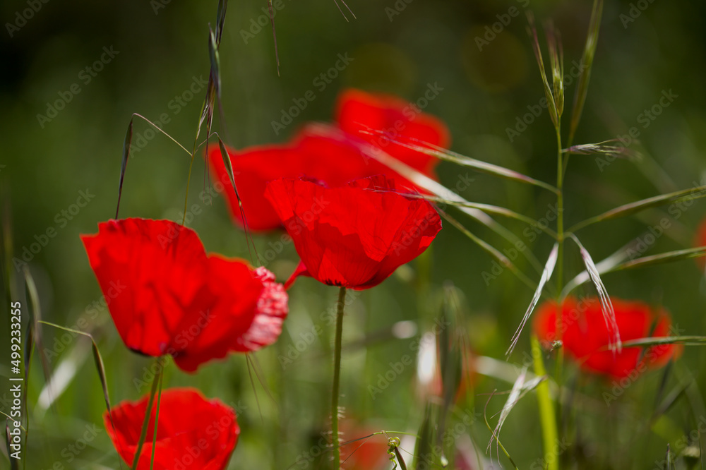 Obraz premium Flora of Gran Canaria - Papaver rhoeas, common poppy background 