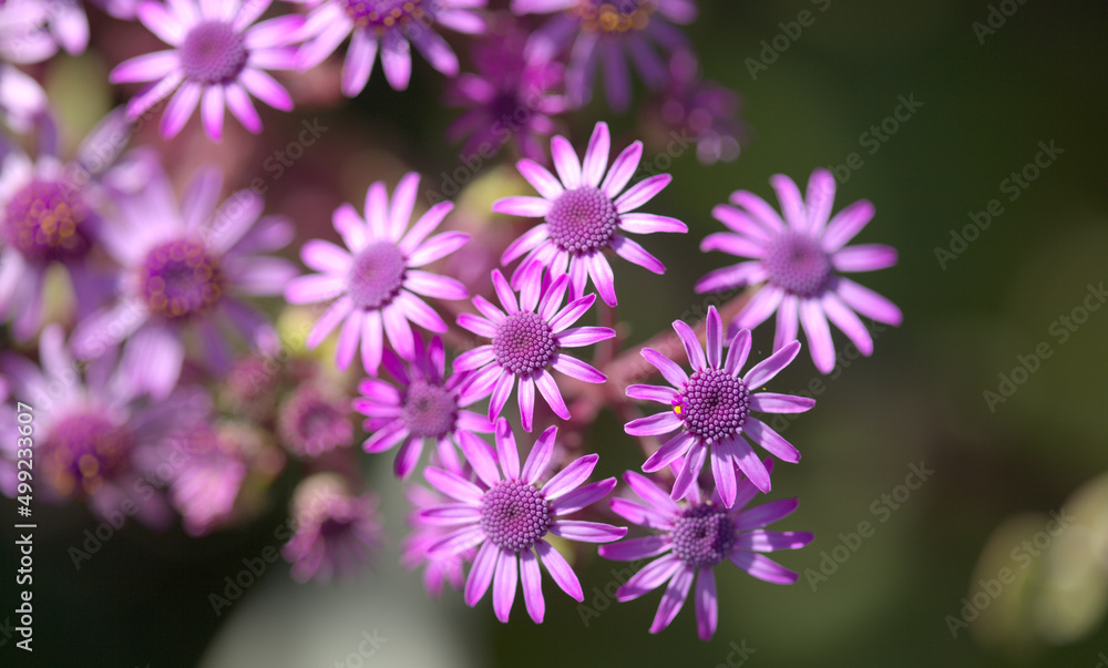 Fototapeta premium Flora of Gran Canaria - magenta flowers of Pericallis webbii, endemic to the island, natural macro floral background 