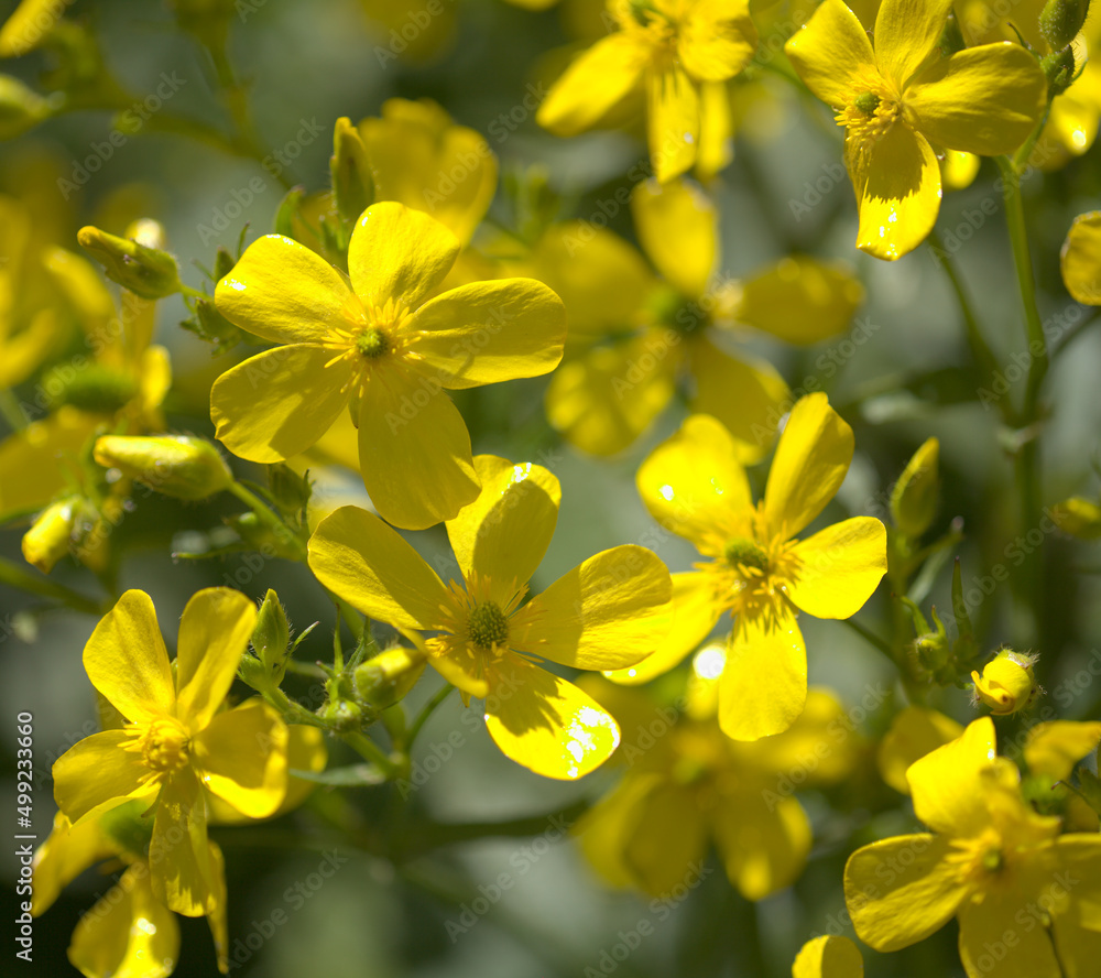 Flora of Gran Canaria - bright yellow flowers of Ranunculus cortusifolius, Canary buttercup natural macro floral background
Flora of Gran Canaria - bright yellow flowers of Ranunculus cortusifolius, Canary buttercup natural macro floral background